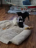 Cookie, a female Chihuahua for sale in Delavan, WI – 4 of 7