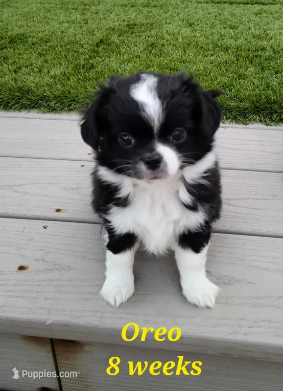 Oreo – Chihuahua puppy for sale in Delavan, WI