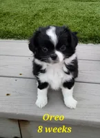 Oreo, a male Chihuahua for sale in Delavan, WI – 1 of 5