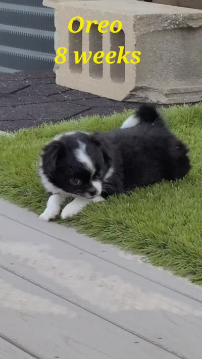 Oreo, a male Chihuahua for sale in Delavan, WI – 3 of 5