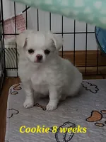 Cookie, a female Chihuahua for sale in Delavan, WI – 1 of 7