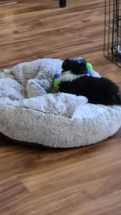 Oreo, a male Chihuahua for sale in Delavan, WI – 5 of 5