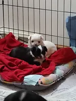 Cookie, a female Chihuahua for sale in Delavan, WI – 6 of 7