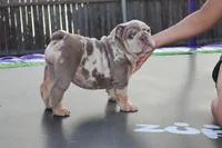 Pebbles, a female English Bulldog for sale in Dallas, TX – Photo 4 of 8