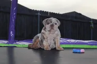 Pebbles, a female English Bulldog for sale in Dallas, TX – Photo 2 of 8