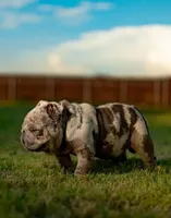 Pebbles, a female English Bulldog for sale in Dallas, TX – Photo 7 of 8