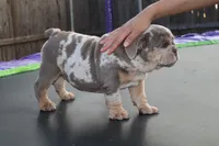 Pebbles, a female English Bulldog for sale in Dallas, TX – Photo 6 of 8