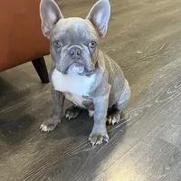 Rocky, a male French Bulldog for sale in Dallas, TX – Photo 3 of 4