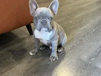 Rocky, a male French Bulldog for sale in Dallas, TX – Photo 3 of 4