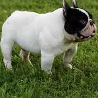 Rocky, a male French Bulldog for sale in Dallas, TX – Photo 4 of 4