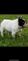 Rocky, a male French Bulldog for sale in Dallas, TX – Photo 4 of 4