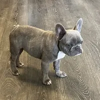 Rocky, a male French Bulldog for sale in Dallas, TX – Photo 2 of 4