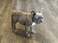 Rocky, a male French Bulldog for sale in Dallas, TX – Photo 2 of 4