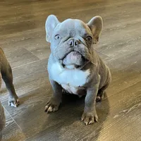 Rocky, a male French Bulldog for sale in Dallas, TX – Photo 1 of 4