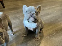 Rocky, a male French Bulldog for sale in Dallas, TX – Photo 1 of 4