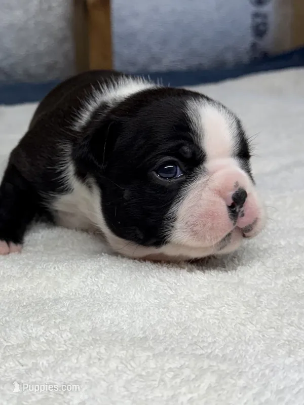 Boston Terrier Boy 2 – Boston Terrier puppy for sale in Marion, NC