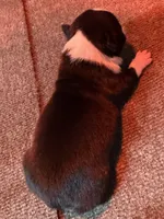 Male Boston Terrier Boy 5, a male Boston Terrier for sale in Marion, NC – 2 of 9