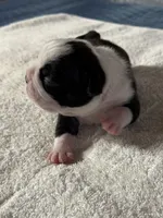 Boy 1 Boston Terrier, a male Boston Terrier for sale in Marion, NC – 4 of 6