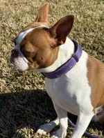Zaylie Ann, a female Boston Terrier for sale in Marion, NC – 5 of 5