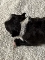 Male Boston Terrier Boy 5, a male Boston Terrier for sale in Marion, NC – 7 of 9