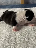 Boy 1 Boston Terrier, a male Boston Terrier for sale in Marion, NC – 2 of 6