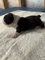 Boy 1 Boston Terrier, a male Boston Terrier for sale in Marion, NC – 6 of 6