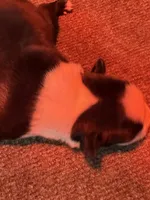 Male Boston Terrier Boy 4, a male Boston Terrier for sale in Marion, NC – 2 of 7