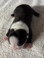 Male Boston Terrier Boy 4, a male Boston Terrier for sale in Marion, NC – 6 of 7