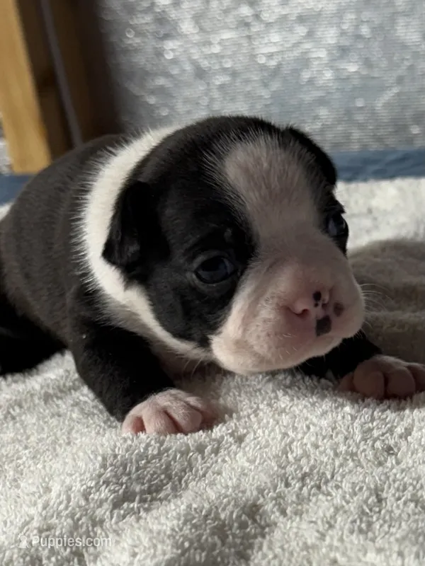 Male Boston Terrier Boy 4 – Boston Terrier puppy for sale in Marion, NC