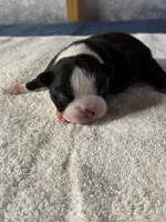 Male Boston Terrier 7, a male Boston Terrier for sale in Marion, NC – 7 of 7