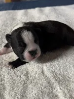 Male Boston Terrier Boy 5, a male Boston Terrier for sale in Marion, NC – 5 of 9