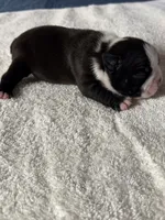 Boston Terrier Boy 2, a male Boston Terrier for sale in Marion, NC – 7 of 7