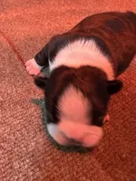 Male Boston Terrier 7, a male Boston Terrier for sale in Marion, NC – 6 of 7