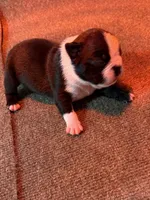 Male Boston Terrier Boy 5, a male Boston Terrier for sale in Marion, NC – 9 of 9