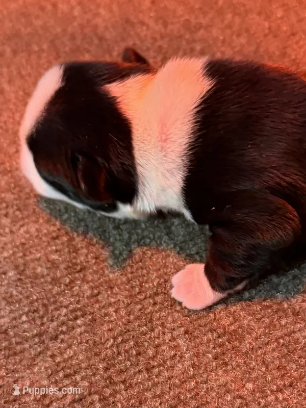Male Boston Terrier Boy 4 – Boston Terrier puppy for sale in Marion, NC