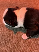 Male Boston Terrier Boy 4, a male Boston Terrier for sale in Marion, NC – 1 of 7