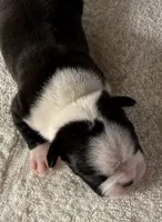Male Boston Terrier Boy 3, a male Boston Terrier for sale in Marion, NC – 4 of 5
