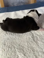 Boy 1 Boston Terrier, a male Boston Terrier for sale in Marion, NC – 5 of 6