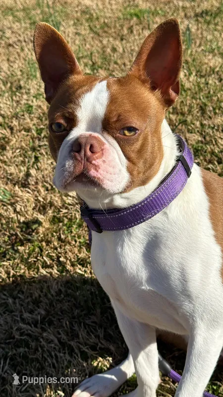 Zaylie Ann – Boston Terrier puppy for sale in Marion, NC