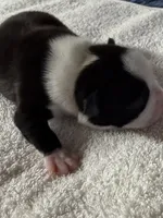 Male Boston Terrier Boy 4, a male Boston Terrier for sale in Marion, NC – 5 of 7