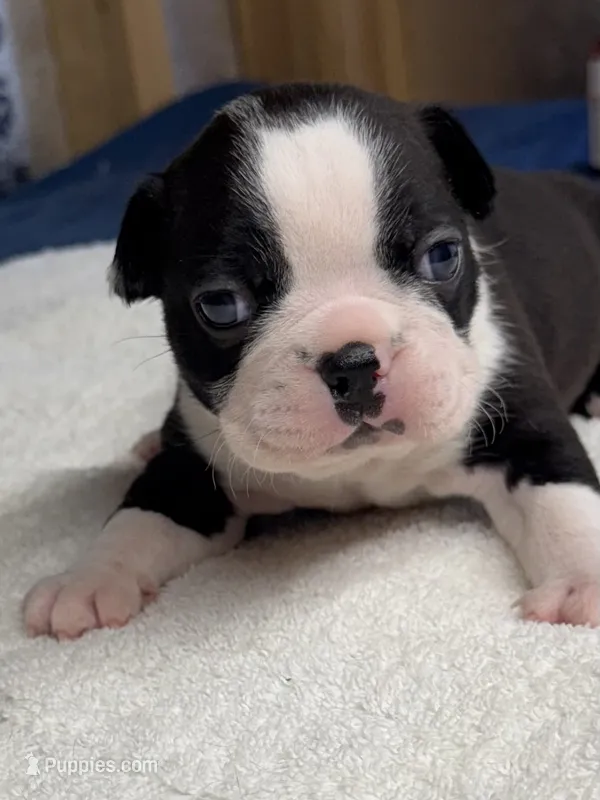 Boy 1 Boston Terrier – Boston Terrier puppy for sale in Marion, NC