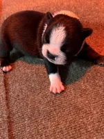 Male Boston Terrier Boy 5, a male Boston Terrier for sale in Marion, NC – 3 of 9