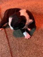 Male Boston Terrier Boy 5, a male Boston Terrier for sale in Marion, NC – 4 of 9