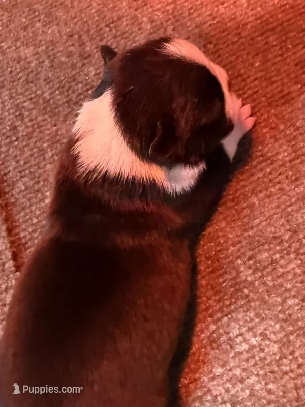Male Boston Terrier Boy 5 – Boston Terrier puppy for sale in Marion, NC