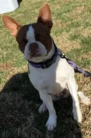 Zaylie Ann, a female Boston Terrier for sale in Marion, NC – 2 of 5