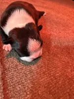Male Boston Terrier 7, a male Boston Terrier for sale in Marion, NC – 5 of 7