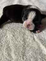 Boston Terrier Boy 2, a male Boston Terrier for sale in Marion, NC – 5 of 7