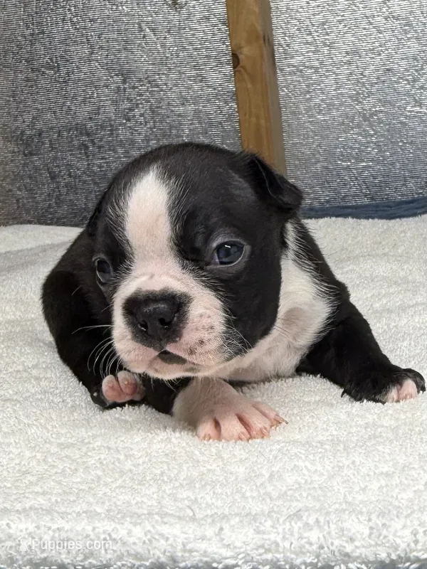 Male Boston Terrier Boy 5 – Boston Terrier puppy for sale in Marion, NC