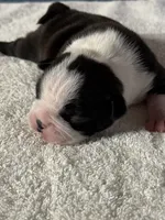 Boy 1 Boston Terrier, a male Boston Terrier for sale in Marion, NC – 3 of 6