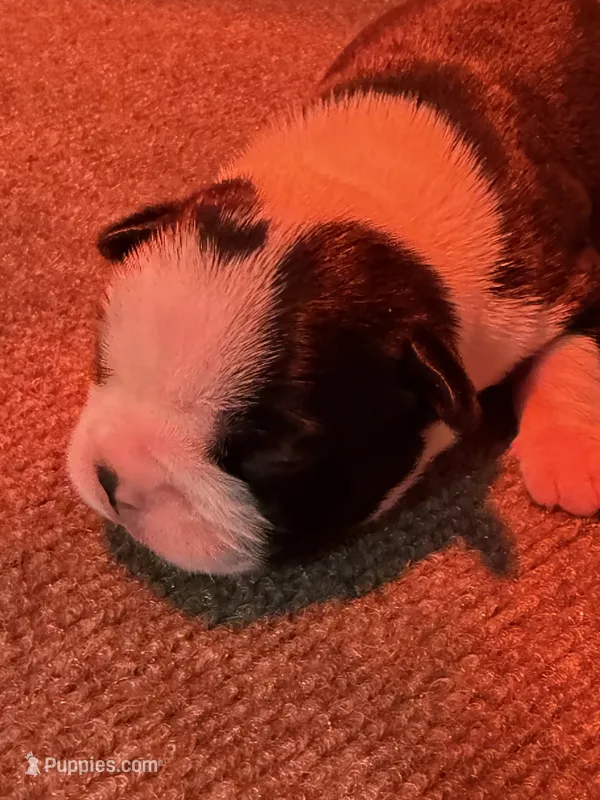 Male Boston Terrier Boy 3 – Boston Terrier puppy for sale in Marion, NC